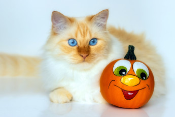 Картинка животные коты кот тыква рожица