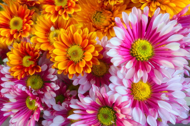 Обои картинки фото цветы, хризантемы