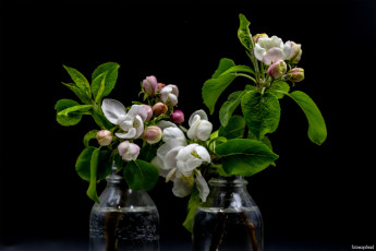 Картинка цветы цветущие+деревья+ +кустарники яблоня