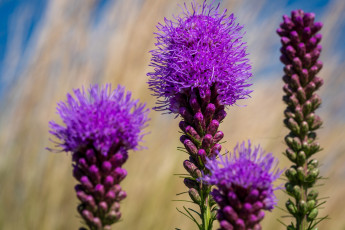 Картинка liatris+pycnostachya цветы liatris pycnostachya