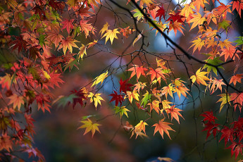 Картинка природа листья