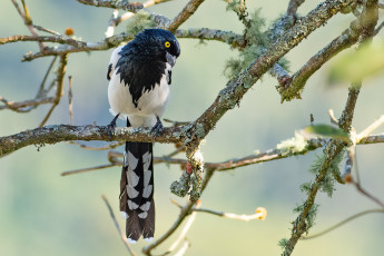 Картинка животные вороны +грачи +галки птица