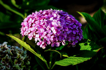 Картинка цветы гортензия розовая соцветие