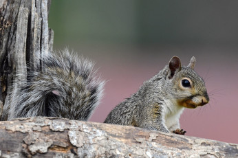 Картинка животные белки белка