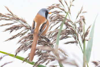 Картинка животные синицы +лазоревки птица