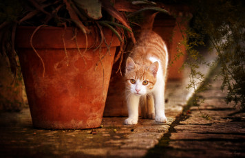 Картинка животные коты кот кошка