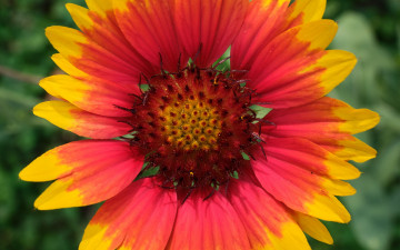 обоя цветы, гайлардии,  гелениумы, макро