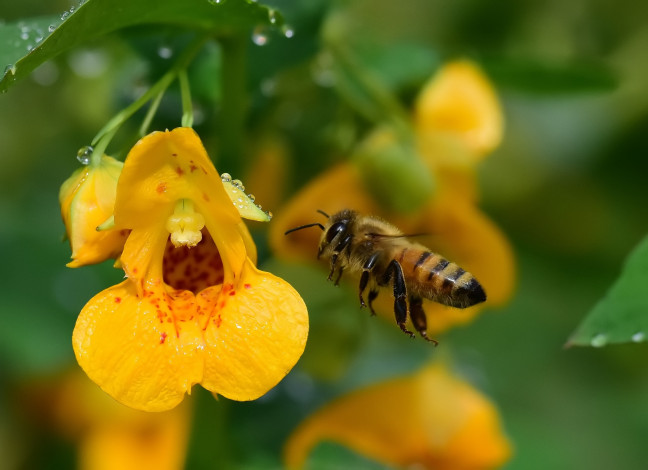 Обои картинки фото животные, пчелы,  осы,  шмели, пчела