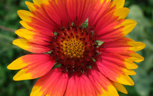 Обои картинки фото цветы, гайлардии,  гелениумы, макро