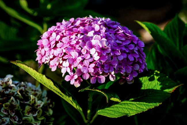 Обои картинки фото цветы, гортензия, розовая, соцветие