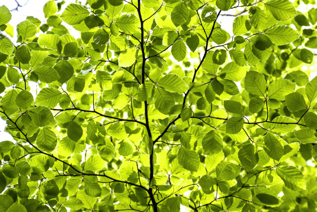 Обои картинки фото природа, листья, весна