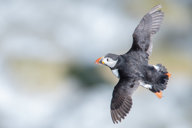 Обои картинки фото животные, тупики, птица