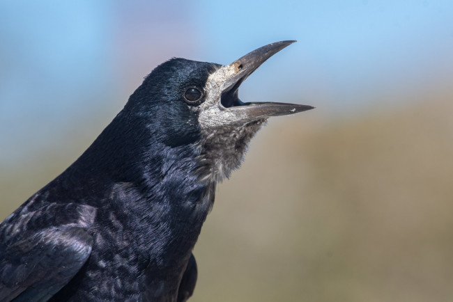 Обои картинки фото животные, вороны,  грачи,  галки, ворон