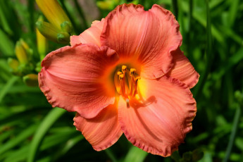 Картинка цветы лилии +лилейники оранжевый лилейник макро