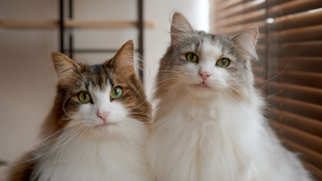 Картинка животные коты кошки