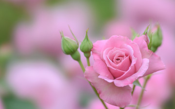 обоя цветы, розы, розовая, роза, бутоны