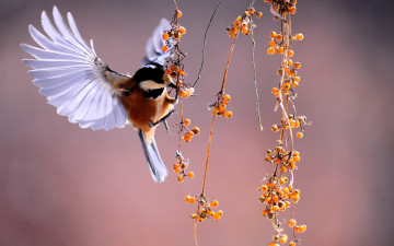 Картинка животные птицы птица ягоды ветки