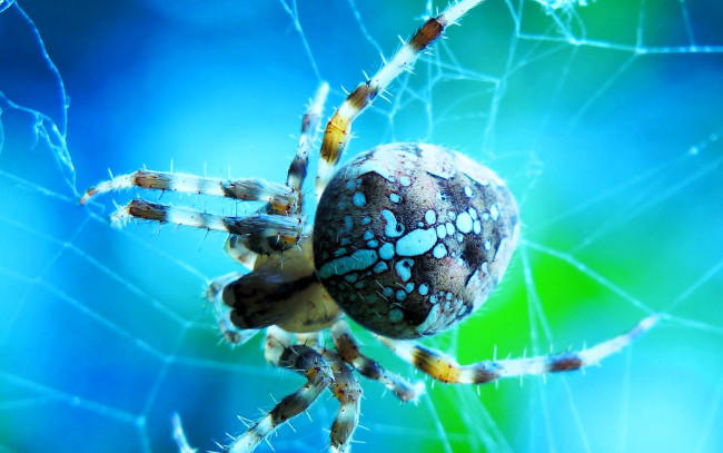 Обои картинки фото животные, пауки, паук, паутина