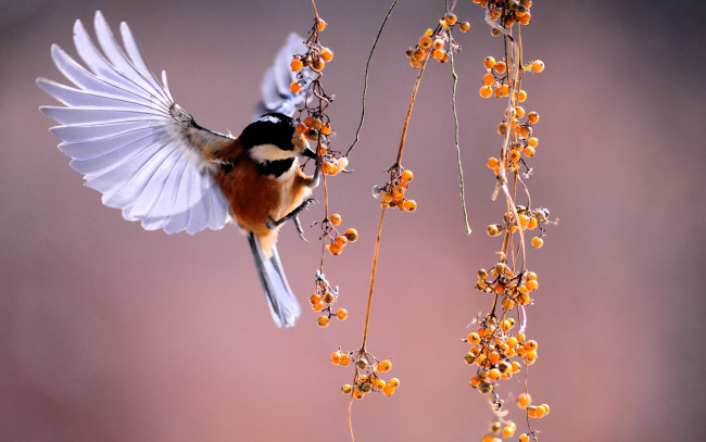 Обои картинки фото животные, птицы, птица, ягоды, ветки