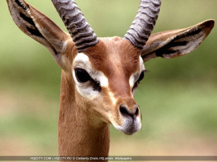 Картинка животные антилопы