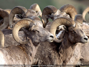 Картинка животные овцы бараны