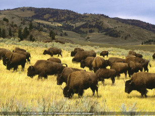 Картинка животные зубры бизоны