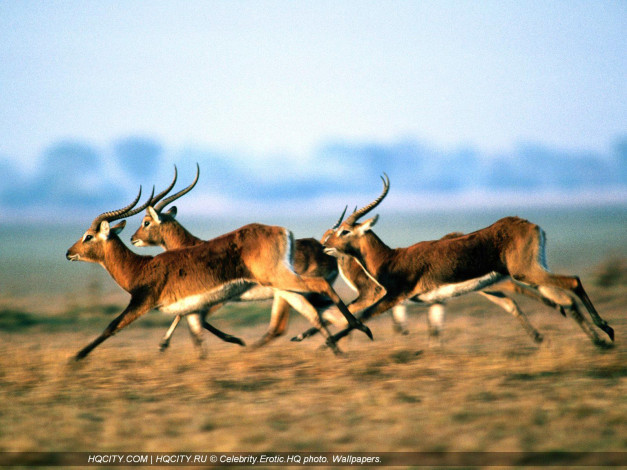 Обои картинки фото животные, антилопы