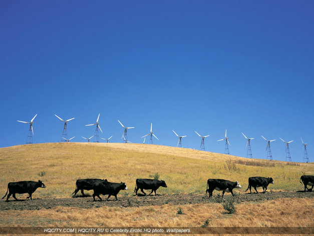 Обои картинки фото животные, коровы, буйволы