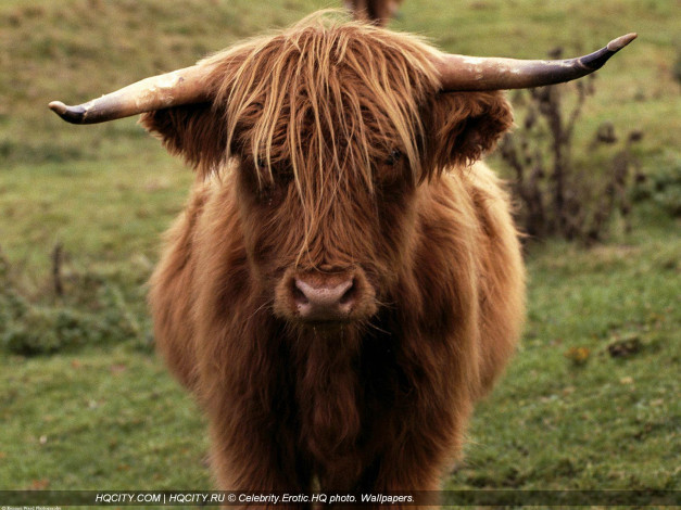 Обои картинки фото животные, коровы, буйволы