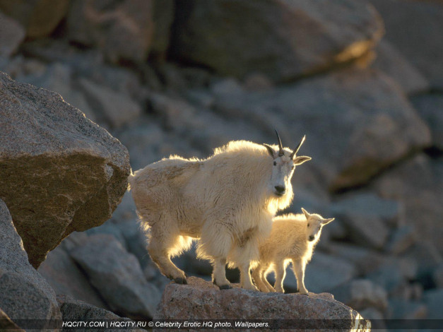Обои картинки фото животные, козы