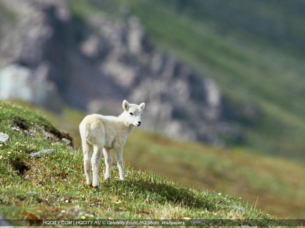 Обои картинки фото животные, козы