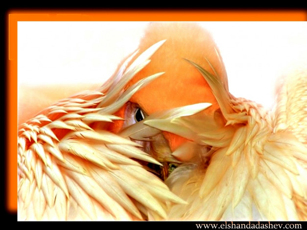 Обои картинки фото животные, попугаи