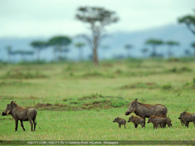 Обои картинки фото животные, свиньи, кабаны