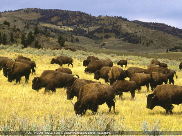 Обои картинки фото животные, зубры, бизоны