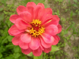 Картинка цветы цинния