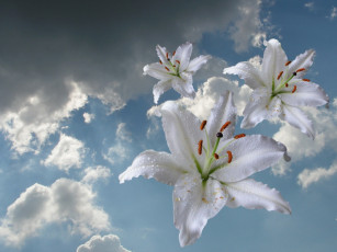 Картинка цветы лилии лилейники