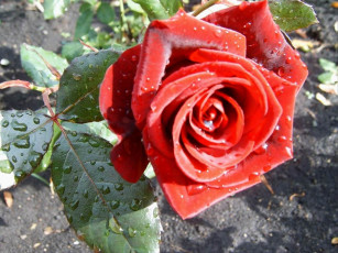 Картинка цветы розы