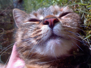 Картинка животные коты