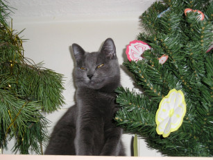 Картинка животные коты