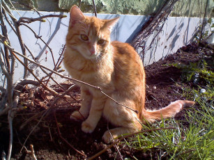 Картинка животные коты