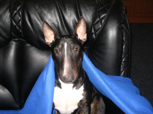 Картинка животные собаки