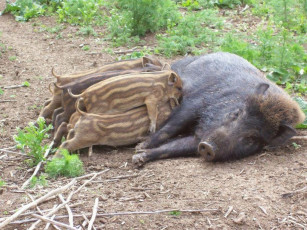 Картинка животные свиньи кабаны