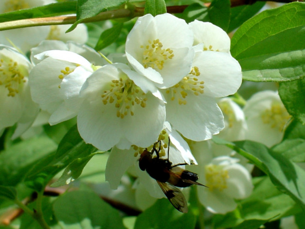 Обои картинки фото цветы, жасмин