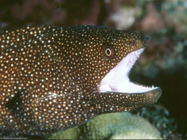 Обои картинки фото животные, мурены