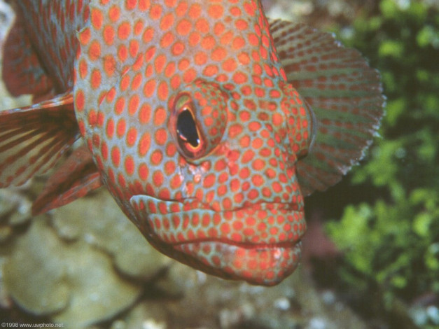 Обои картинки фото животные, рыбы