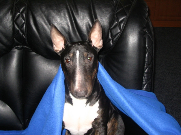 Обои картинки фото животные, собаки