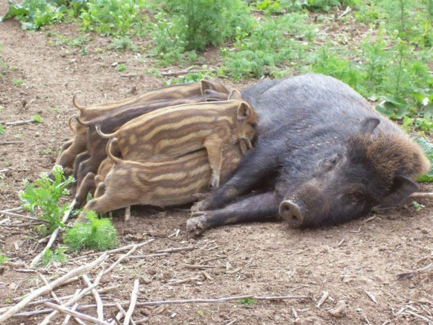 Обои картинки фото животные, свиньи, кабаны