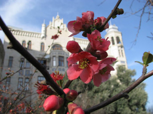 Картинка цветы айва