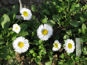 Картинка цветы маргаритки