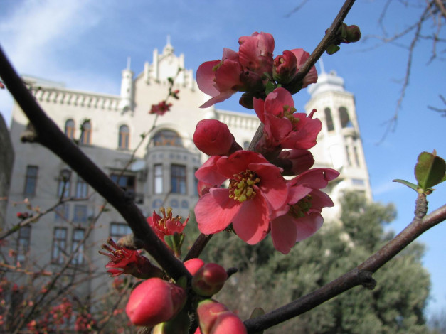 Обои картинки фото цветы, айва